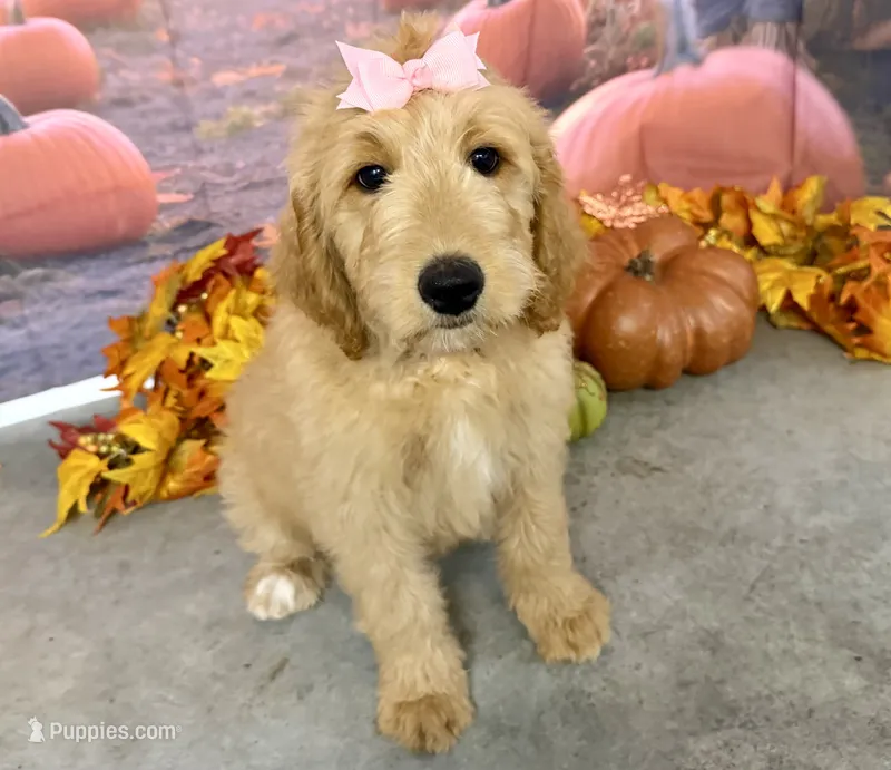 EVANA – Goldendoodle puppy for sale in Neosho, MO