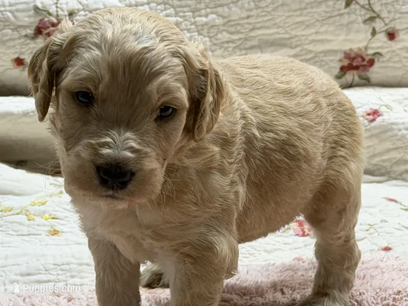 EVANDER – Goldendoodle puppy for sale in Neosho, MO