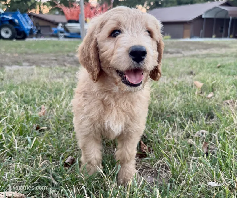 EVANA – Goldendoodle puppy for sale in Neosho, MO
