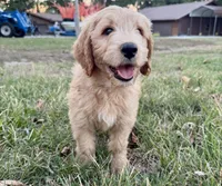 EVANA, a female Goldendoodle for sale in Neosho, MO – 1 of 9