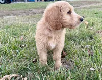 EVANA, a female Goldendoodle for sale in Neosho, MO – 2 of 9