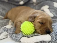 DACIA, a female Golden Retriever for sale in Neosho, MO – 2 of 3