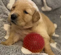 DICIE (red), a female Golden Retriever for sale in Neosho, MO – 2 of 4