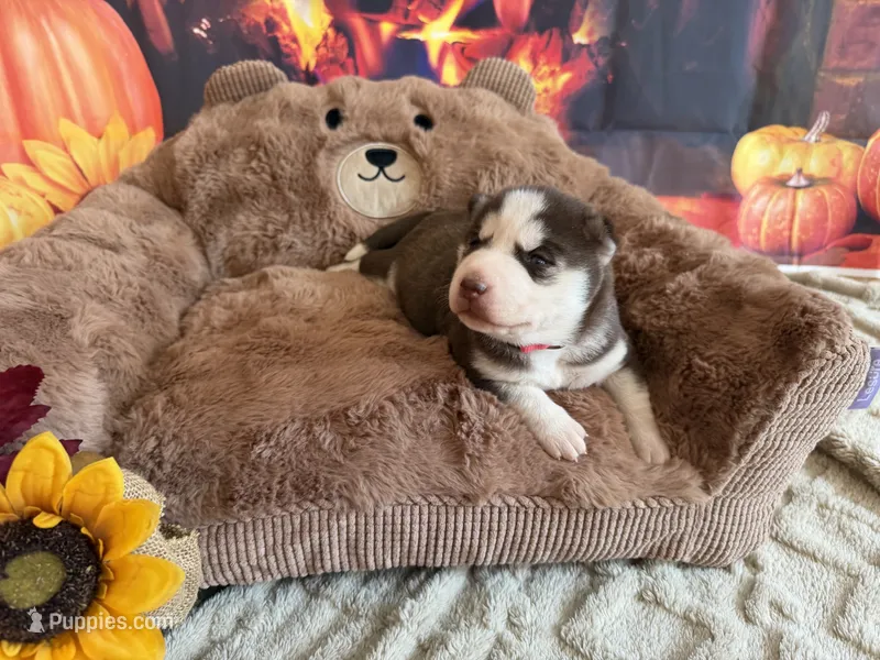 BAJHA – Siberian Husky puppy for sale in Neosho, MO