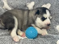 IGNAZIO (blue), a male Siberian Husky for sale in Neosho, MO – 2 of 3