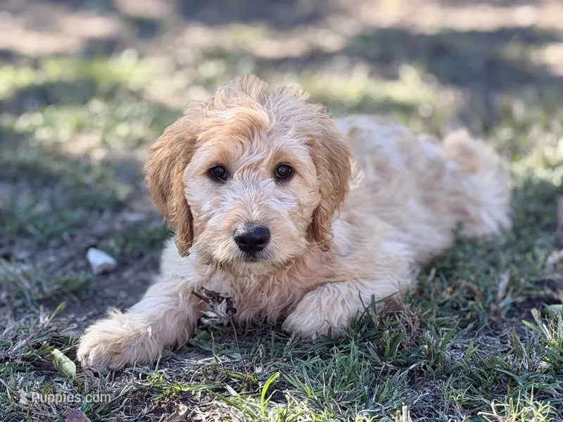EVANGELINE – Goldendoodle puppy for sale in Neosho, MO