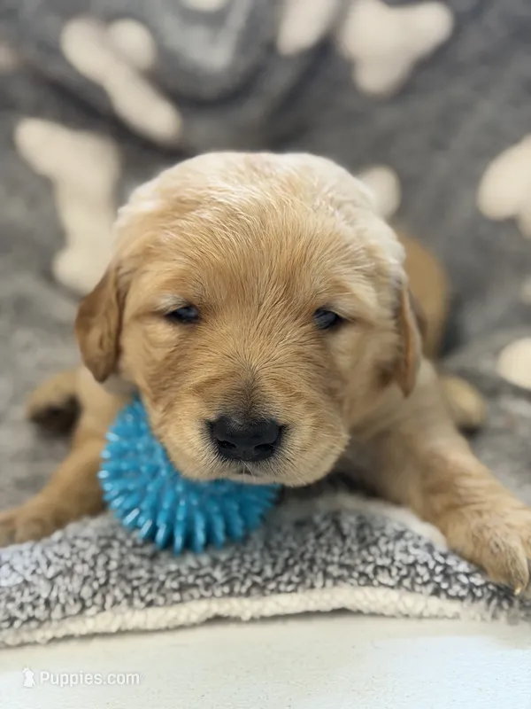 DUNKAN (blue) – Golden Retriever puppy for sale in Neosho, MO