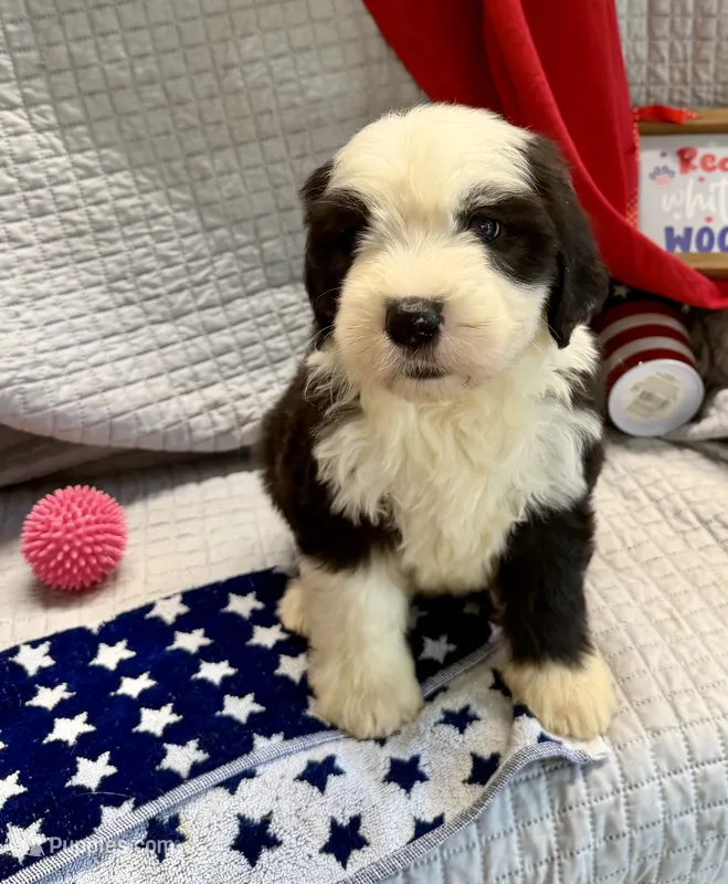 COLETTE pink – Old English Sheepdog puppy for sale in Neosho, MO