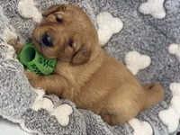 DITTI, a female Golden Retriever for sale in Neosho, MO – 3 of 3