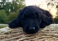 ELMER, a male Goldendoodle for sale in Neosho, MO – 2 of 8