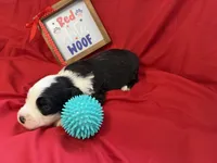 CAMILLE (turquoise), a female Old English Sheepdog for sale in Neosho, MO – 3 of 3