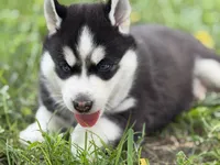 IKU (red), a male Siberian Husky for sale in Neosho, MO – 1 of 5