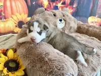 BODIE blue, a male Siberian Husky for sale in Neosho, MO – 3 of 3