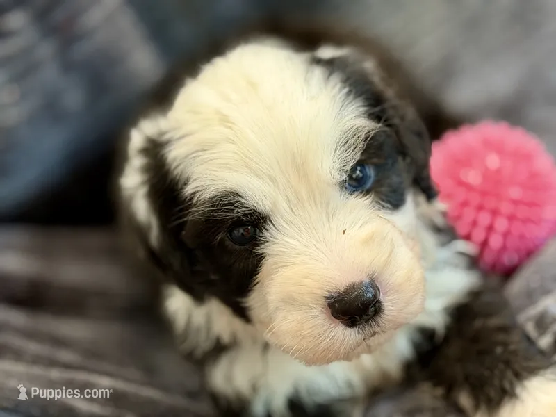 COLETTE pink – Old English Sheepdog puppy for sale in Neosho, MO
