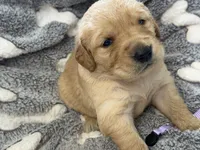 DREYAS, a female Golden Retriever for sale in Neosho, MO – 3 of 3