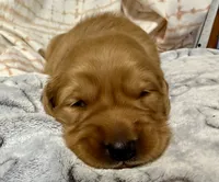 EVEREST, a male Golden Retriever for sale in Neosho, MO – 3 of 3