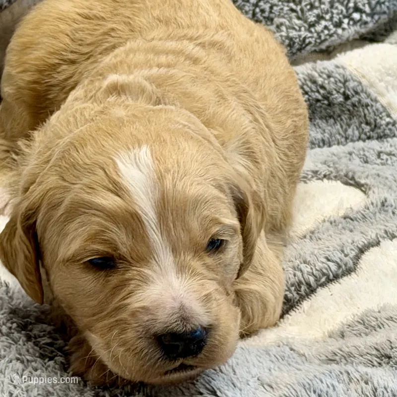 Earnest – Goldendoodle puppy on hold in Neosho, MO