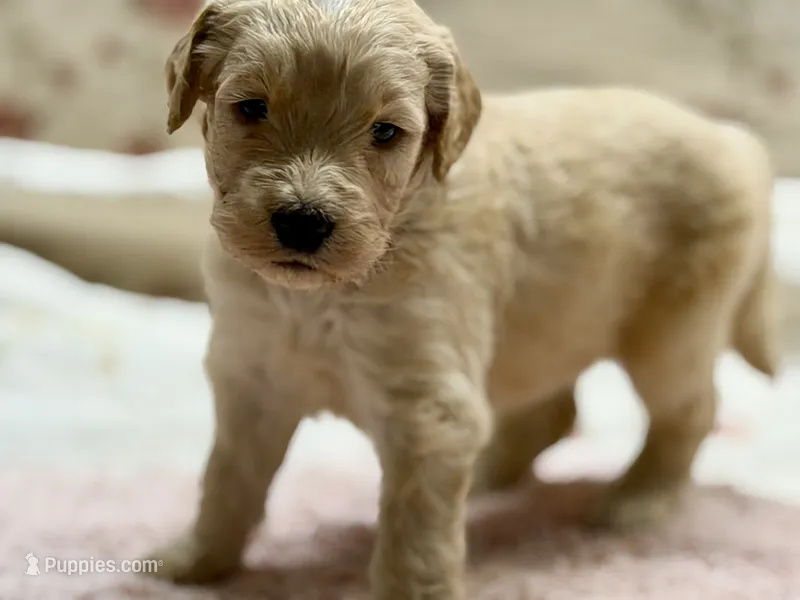 ELIAM – Goldendoodle puppy for sale in Neosho, MO