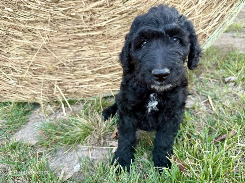 ESTABON – Goldendoodle puppy for sale in Neosho, MO