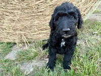 ESTABON, a male Goldendoodle for sale in Neosho, MO – 1 of 10