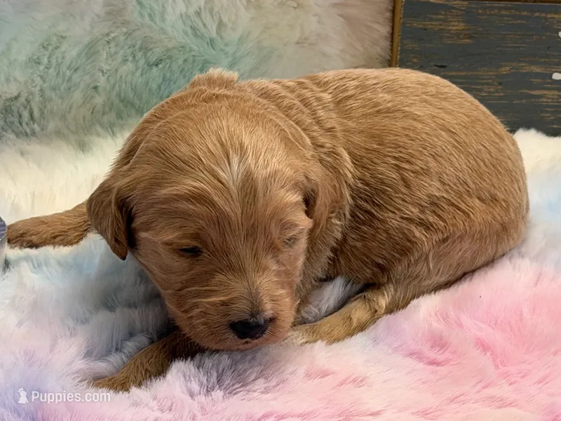EVANGELINE – Goldendoodle puppy for sale in Neosho, MO