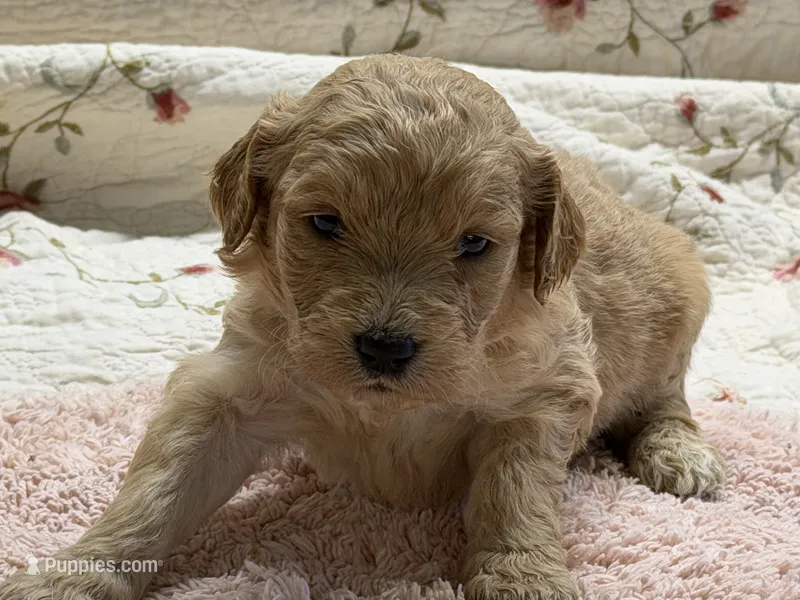 ELLIS – Goldendoodle puppy for sale in Neosho, MO