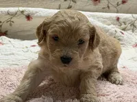 ELLIS, a female Goldendoodle for sale in Neosho, MO – 4 of 8