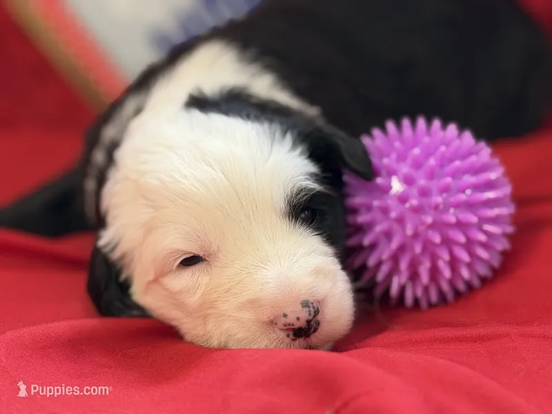 CONTESSA  (purple) – Old English Sheepdog puppy for sale in Neosho, MO