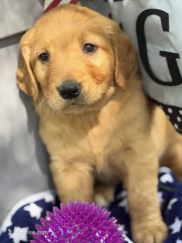 D’nella – Golden Retriever puppy for sale in Neosho, MO