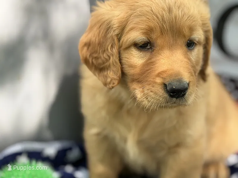DITTI – Golden Retriever puppy for sale in Neosho, MO