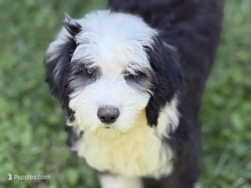 COLETTE pink – Old English Sheepdog puppy for sale in Neosho, MO