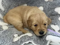 DREYAS, a female Golden Retriever for sale in Neosho, MO – 2 of 3
