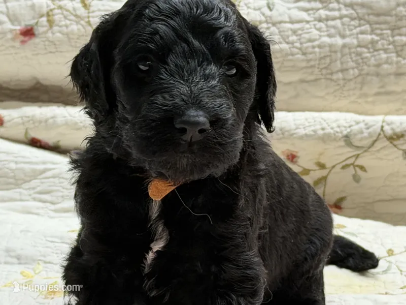 ELMER – Goldendoodle puppy for sale in Neosho, MO