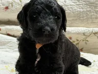ELMER, a male Goldendoodle for sale in Neosho, MO – 5 of 8