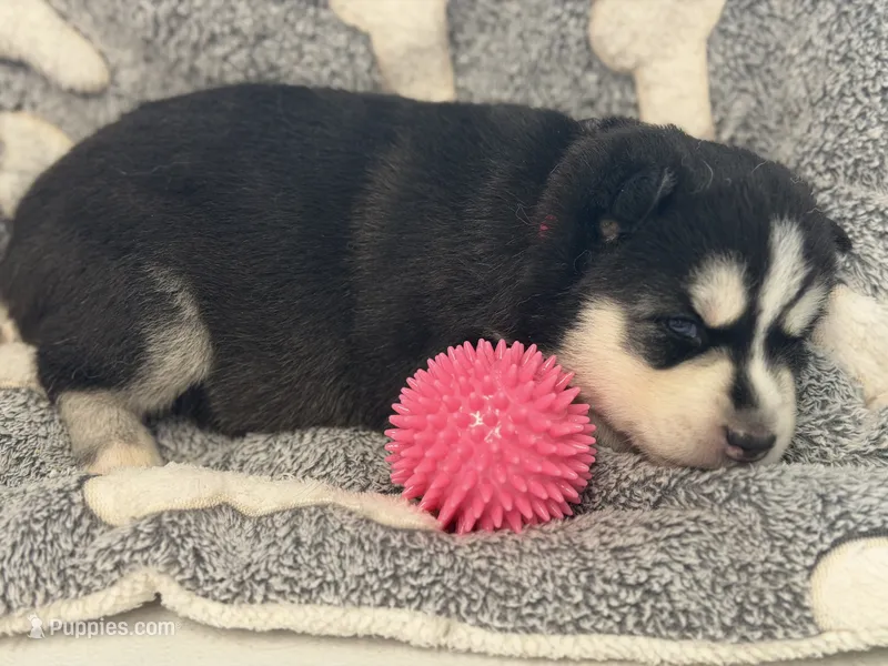 Ila (pink) – Siberian Husky puppy for sale in Neosho, MO