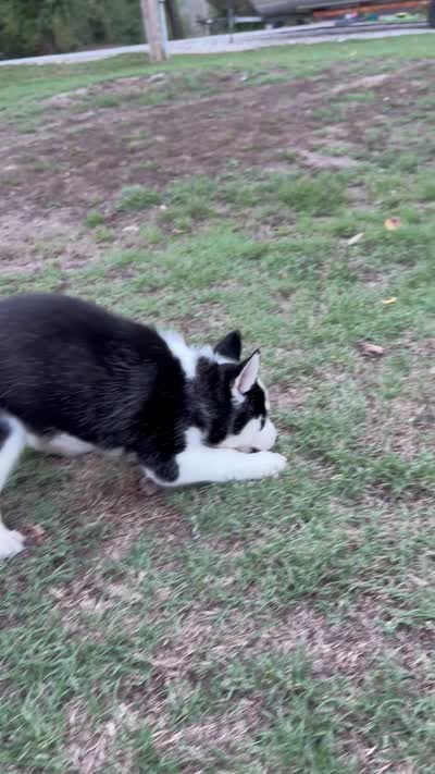 BOSWELL, a male Siberian Husky for sale in Neosho, MO – 4 of 5