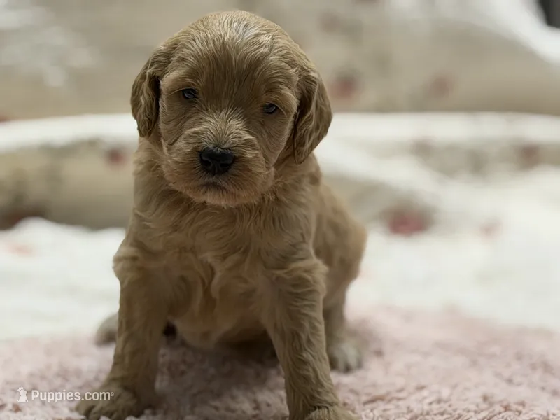 EVANGELINE – Goldendoodle puppy for sale in Neosho, MO