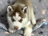 BENSON, a male Siberian Husky for sale in Neosho, MO – 4 of 4