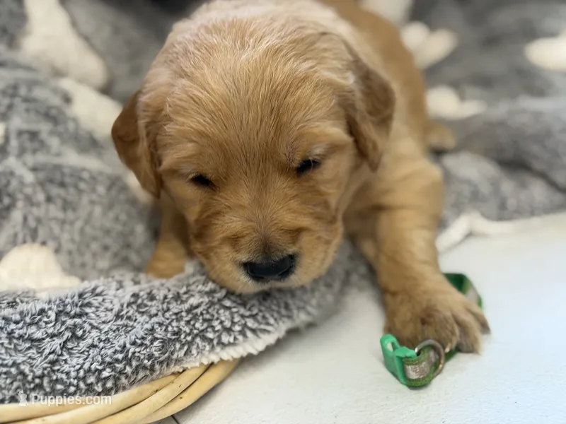 DEETES – Golden Retriever puppy for sale in Neosho, MO