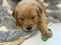 DEETES, a female Golden Retriever for sale in Neosho, MO – 1 of 3