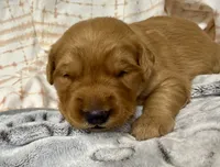 ELLIOTT, a male Golden Retriever for sale in Neosho, MO – 1 of 3
