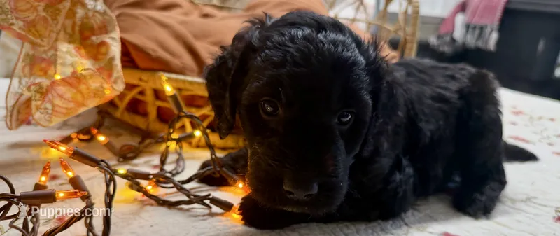ELMER – Goldendoodle puppy for sale in Neosho, MO