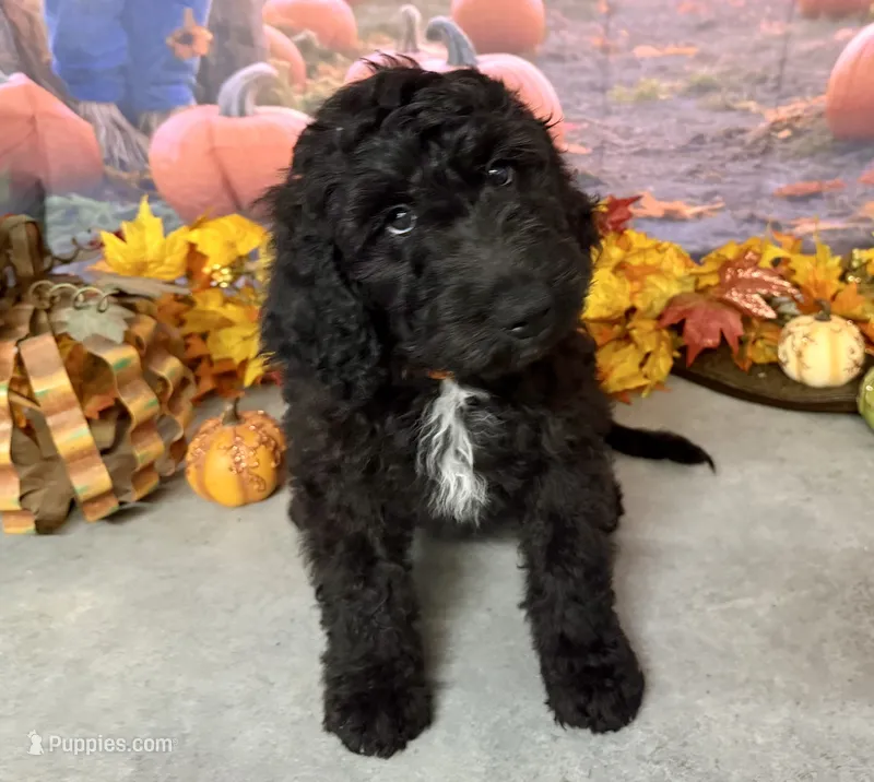 ELMER – Goldendoodle puppy for sale in Neosho, MO