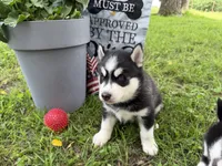 IKU (red), a male Siberian Husky for sale in Neosho, MO – 2 of 5
