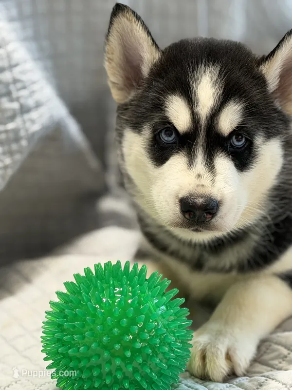 IBUS (green) – Siberian Husky puppy for sale in Neosho, MO