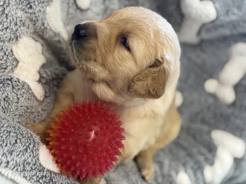 DICIE – Golden Retriever puppy for sale in Neosho, MO