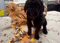 ELROY, a male Goldendoodle for sale in Neosho, MO – 4 of 9