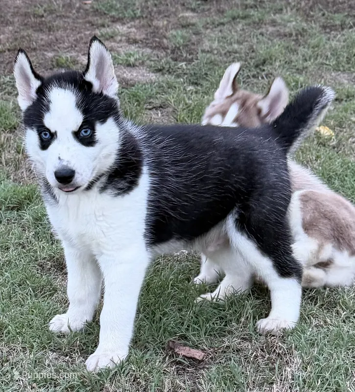 BOSWELL orange – Siberian Husky puppy for sale in Neosho, MO