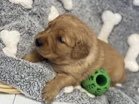 DITTI, a female Golden Retriever for sale in Neosho, MO – 2 of 3