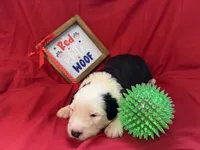 CALISTA (green), a female Old English Sheepdog for sale in Neosho, MO – 3 of 3